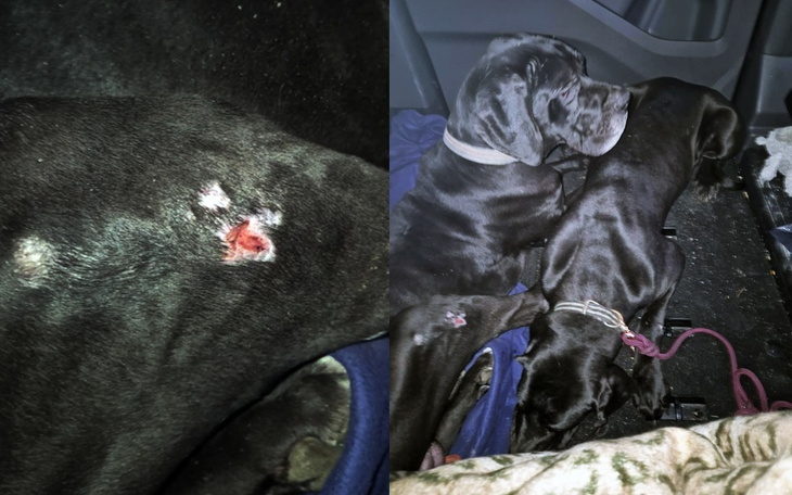 Dwa czarne psy w samochodzie, jeden z raną.