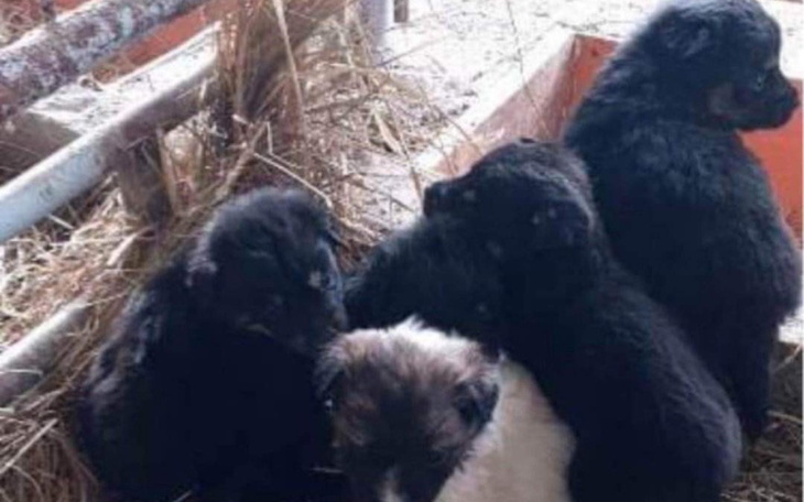 Zbiórka Uratować przed śmiercią - zdjęcie główne