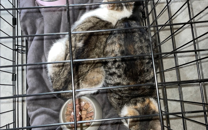 Zbiórka KOCIA szansa - zdjęcie główne