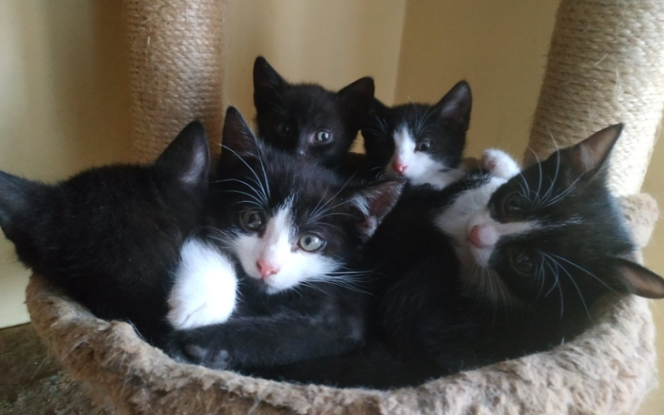 Słodkie kocięta w koszyku, przytulone do siebie.