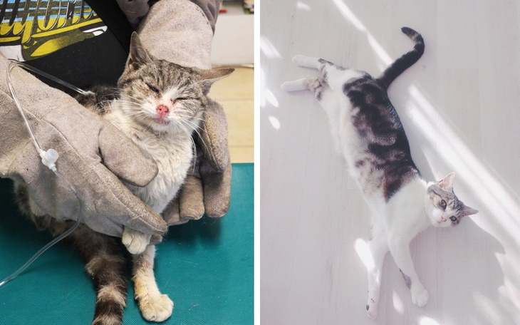 Zbiórka Na pomoc kotom i nie tylko - zdjęcie główne