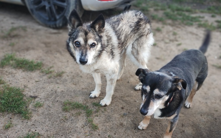 Dwa psy stojące na ziemi, patrzące w stronę aparatu.