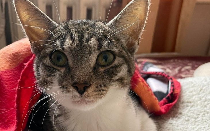 Zbiórka Życie dla Grisa - zdjęcie główne