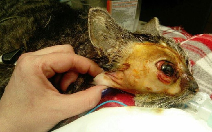 Zbiórka Postrzelona Kalinka - zdjęcie główne