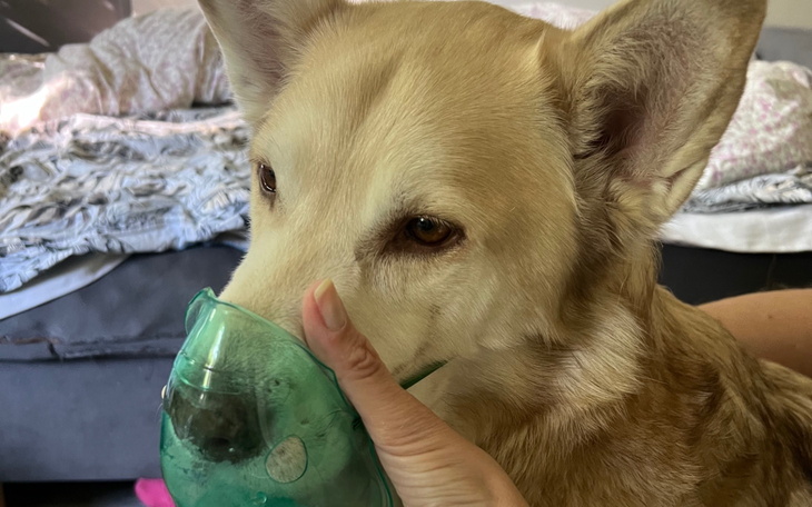 Pies w masce tlenowej, trzymany przez właściciela.