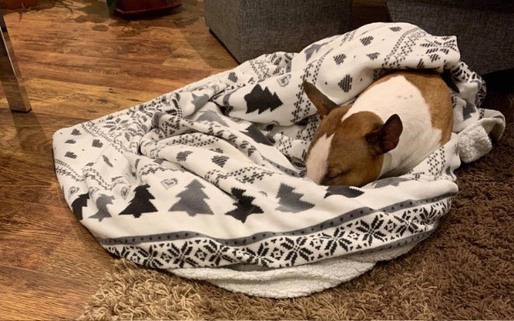 Zbiórka Pomozmy Cookiemu - zdjęcie główne