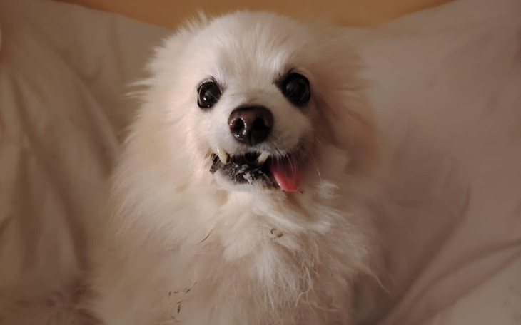 Zbiórka Akty pies rak - zdjęcie główne