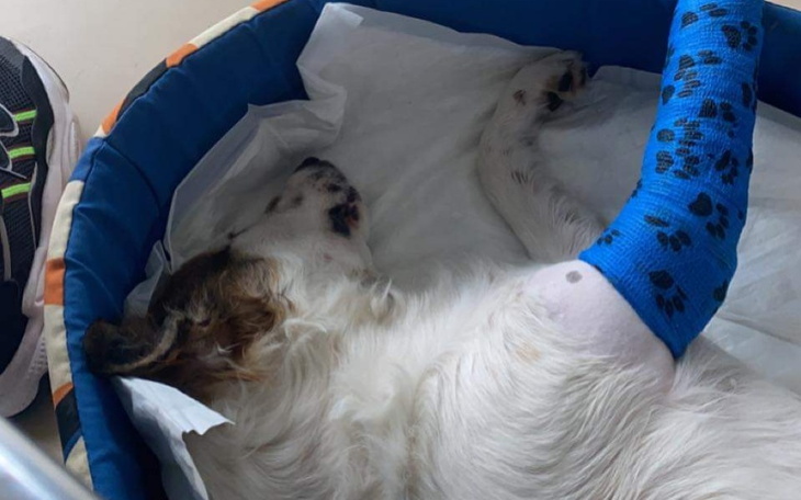 Zbiórka Pomuż Ferdkowi znowu chodzić - zdjęcie główne