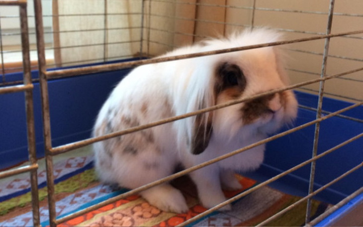 Zbiórka Na leczenie Nesquika - zdjęcie główne