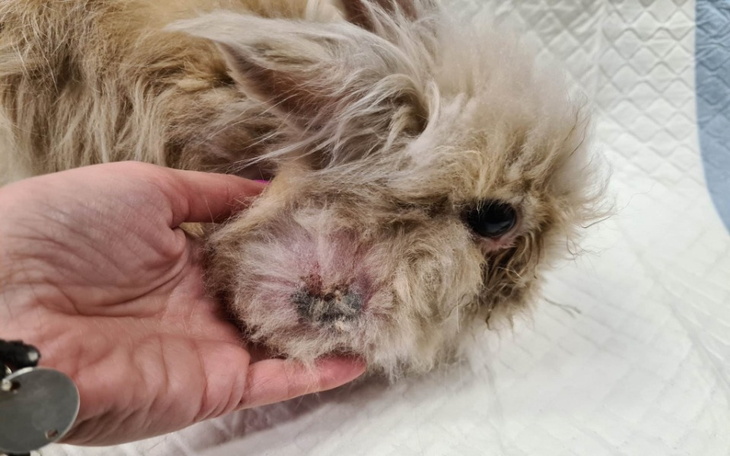 Chory pies w potrzebie opieki weterynaryjnej.