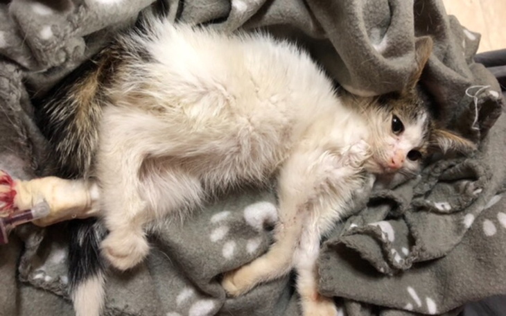 Kotek leżący na kocu, potrzebujący opieki.