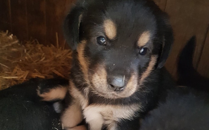 Zbiórka Szczeniaki bezdomniaki - zdjęcie główne