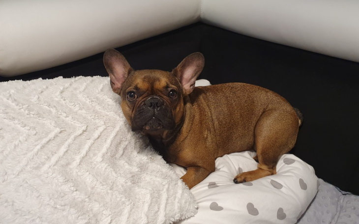 Zbiórka Na leczenie naszego Szczęścia... - zdjęcie główne