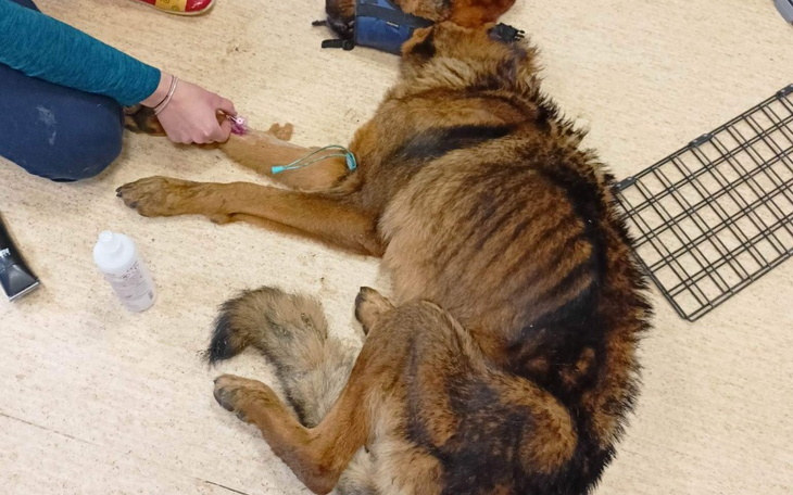 Zbiórka Pomoc dla zagłodzonego Ajrona - zdjęcie główne