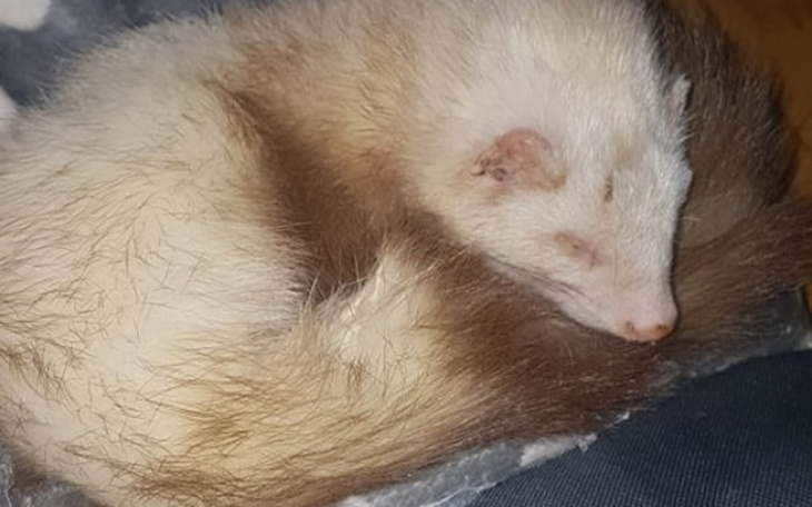 Zbiórka dla Pysi - zdjęcie główne