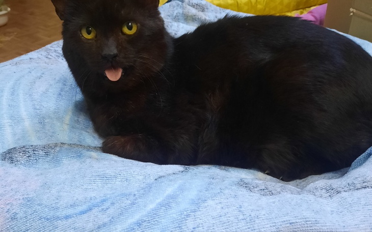 Zbiórka Karma dla kotów w TOZ - zdjęcie główne