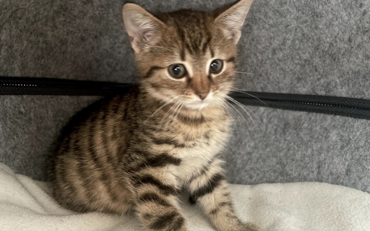 Zbiórka leczenie małego Rysia - zdjęcie główne