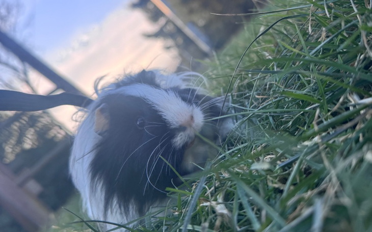 Świnka morska na trawie, cieszy się świeżym powietrzem.