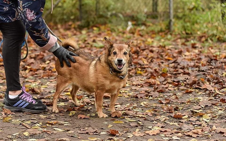 Zbiórka Na karme do schroniska. - zdjęcie główne