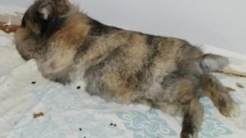 Zbiórka Moje serce tonie! - miniaturka zdjęcia