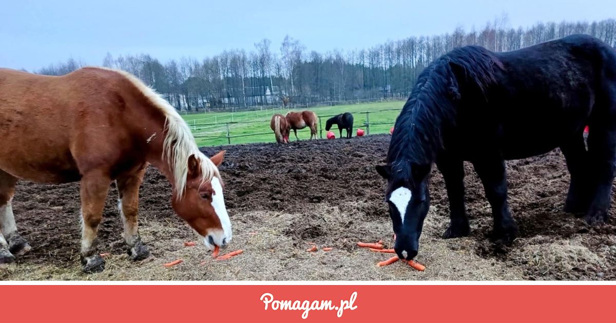 Pomuz Zrzutka na Pomóż Ocalić Konikowy Dom. - Fundacja Przyjaciele Zwierząt ...