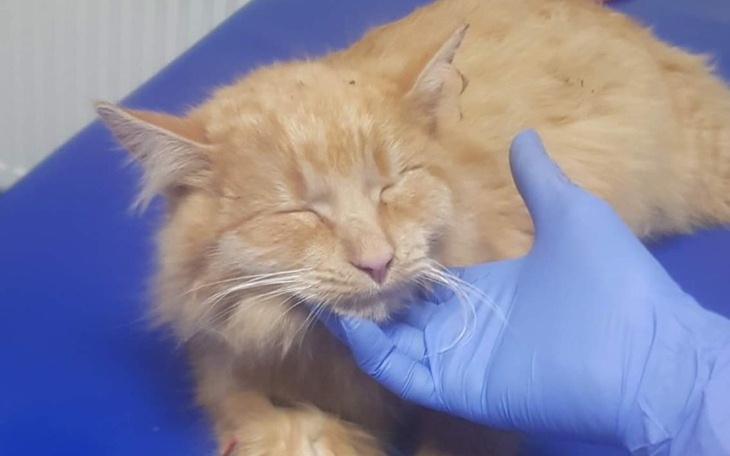 Zbiórka Bez strachu - zdjęcie główne