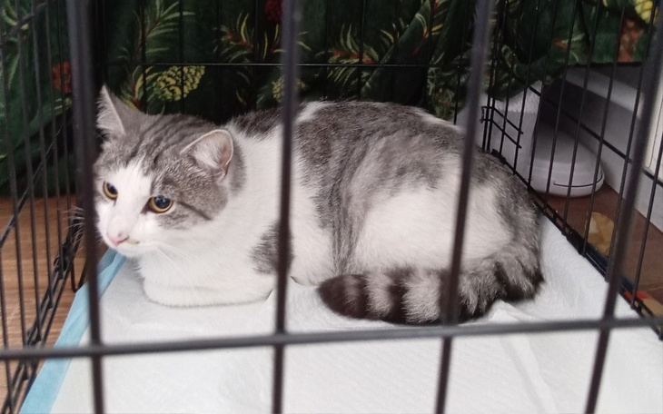 Zbiórka Ratujemy miednicę małego Lolka - zdjęcie główne