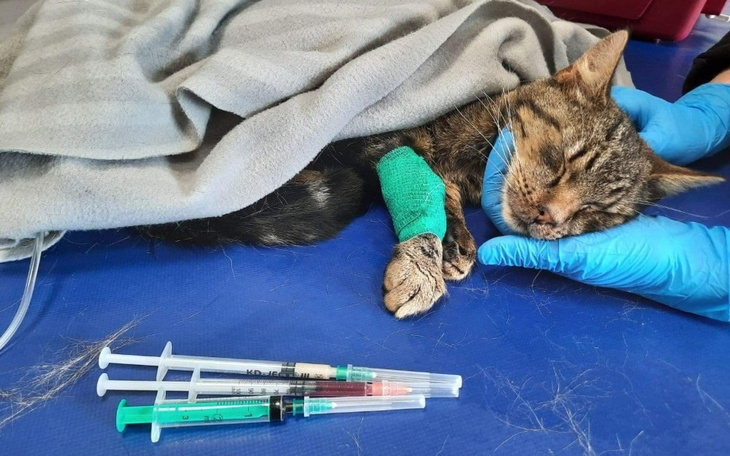 Zbiórka Walka o życie zagłodzonego kota - zdjęcie główne