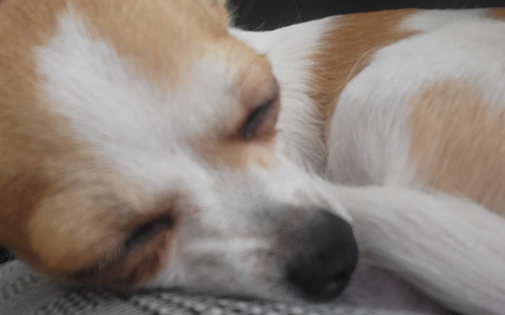 Zbiórka Powrót do zdrowia Cziki - zdjęcie główne