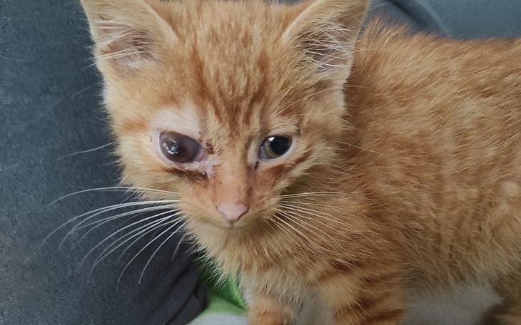 Zbiórka Zabieg usunięcia oka kotkowi - zdjęcie główne