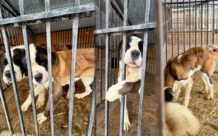 Psy w klatkach, czekające na nowy dom.