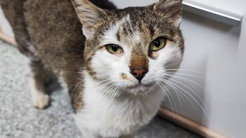 Zbiórka Kot Lulek z Ulicy prosi o pomoc - miniaturka zdjęcia