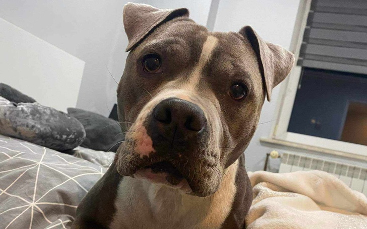 Zbiórka Operacja dla Psa Ajra - zdjęcie główne