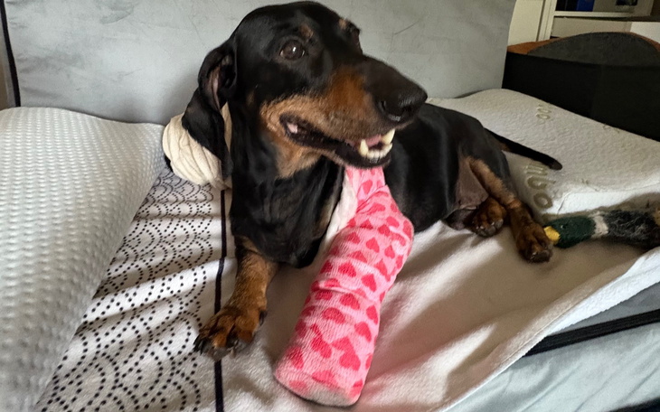 Pies z opatrunkiem na nodze, leżący na łóżku.