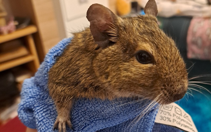 Zbiórka Pomoc na Zabiegi Koszatniczki - zdjęcie główne