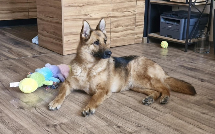 Pies leżący na podłodze obok kolorowych zabawek.