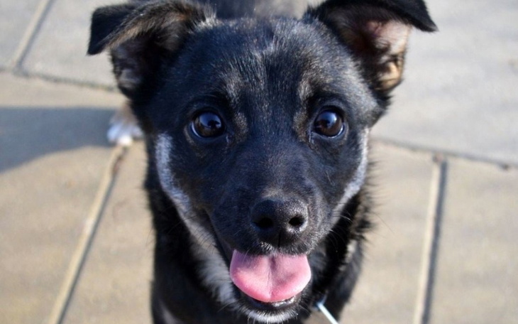 Zbiórka Na pomoc zwierzęta że schroniska - zdjęcie główne