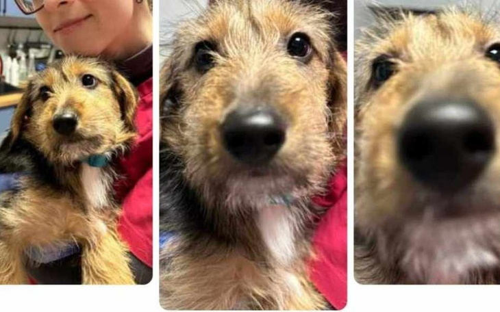 Zbiórka Odzyskanie sprawności Pędzelka - zdjęcie główne