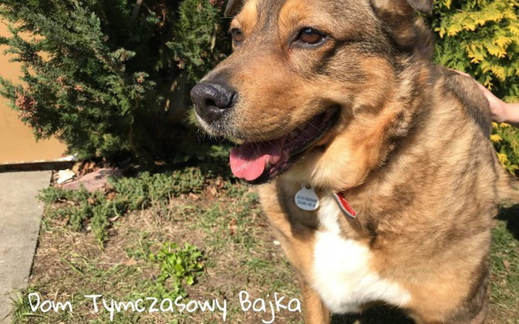 Zbiórka Dom Tymczasowy Bajka - zdjęcie główne