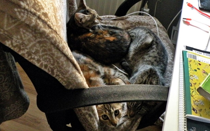 Zbiórka Co trzy koty to nie jeden - zdjęcie główne