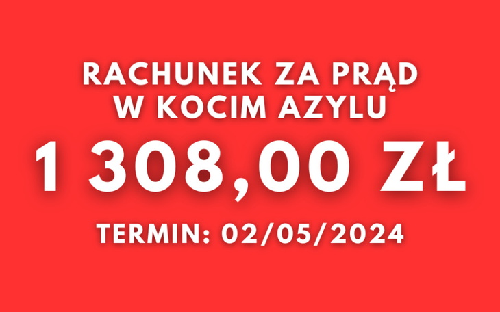 Zbiórka Koci azyl Kłaczkowo bez prądu - zdjęcie główne