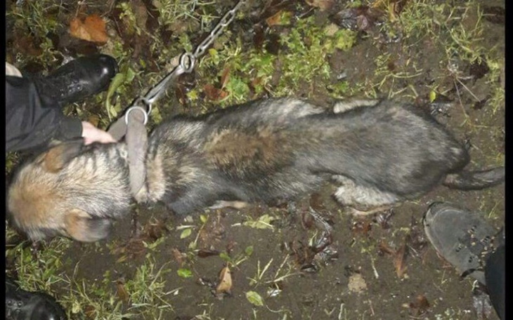 Zbiórka Uratowana od śmierci głodowej. - zdjęcie główne