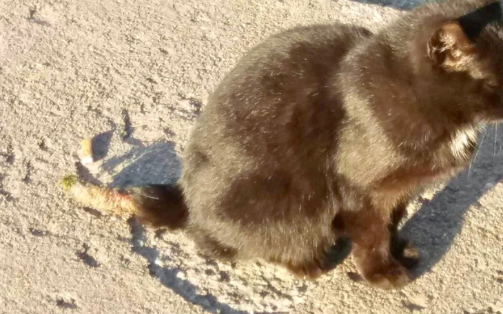 Czarny kot z nietypowym ogonem na tle piasku.