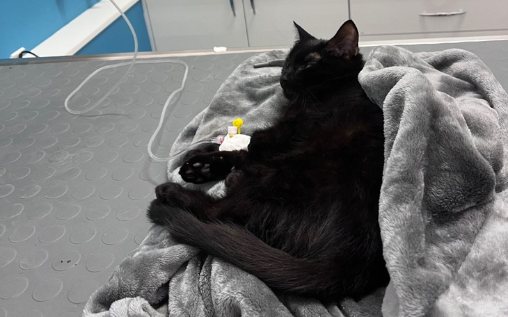 Zbiórka Koteczka potrzebuje pomocy - zdjęcie główne