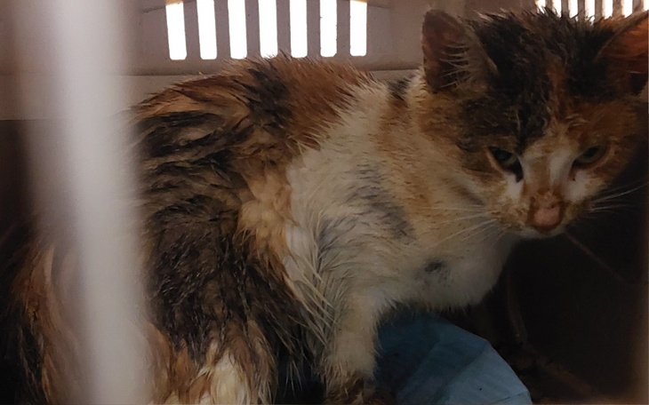 Mokra kotka w klatce, wygląda na zmartwioną.