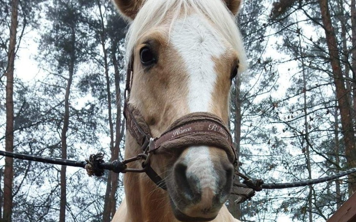 Zbiórka Zbieram na operację mojego konia - zdjęcie główne