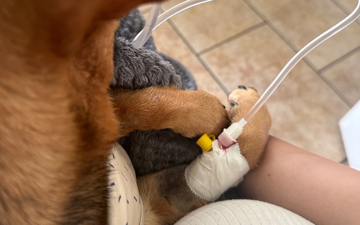 Zbiórka Pomóż klusi - zdjęcie główne