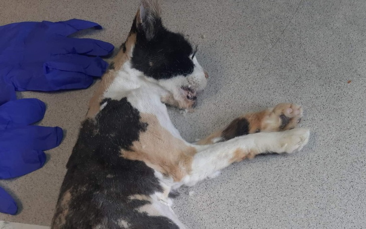 Zbiórka Przywróc Nadzieję - zdjęcie główne