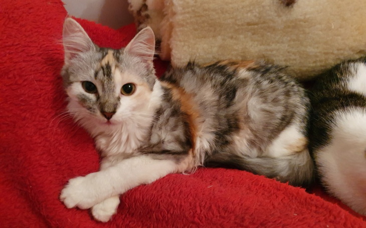 Zbiórka Tula potrzebuje Waszej pomocy - zdjęcie główne