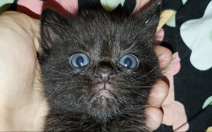 Zbiórka Mały Maczek zbiera na życie - zdjęcie główne